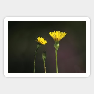 Dandelion Family - yellow wildflowers Sticker